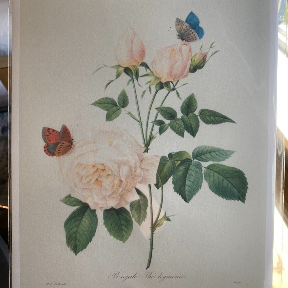 Pierre-Joseph Redouté Rose & Butterfly Art Print